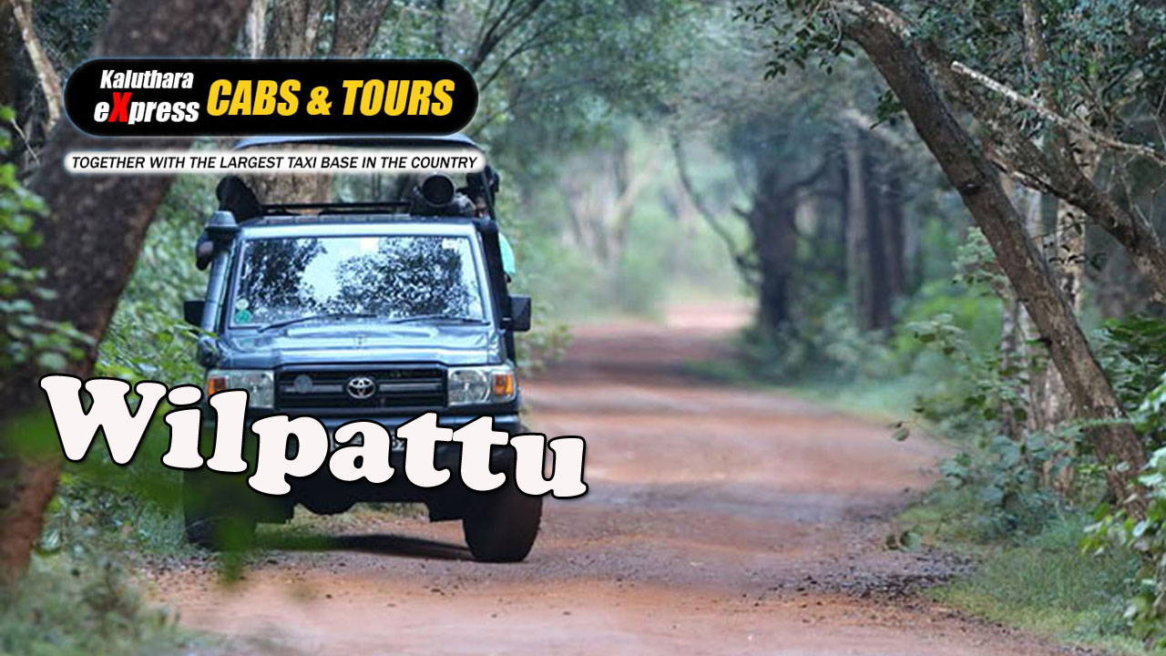 Wilpattu National Park Day Tours