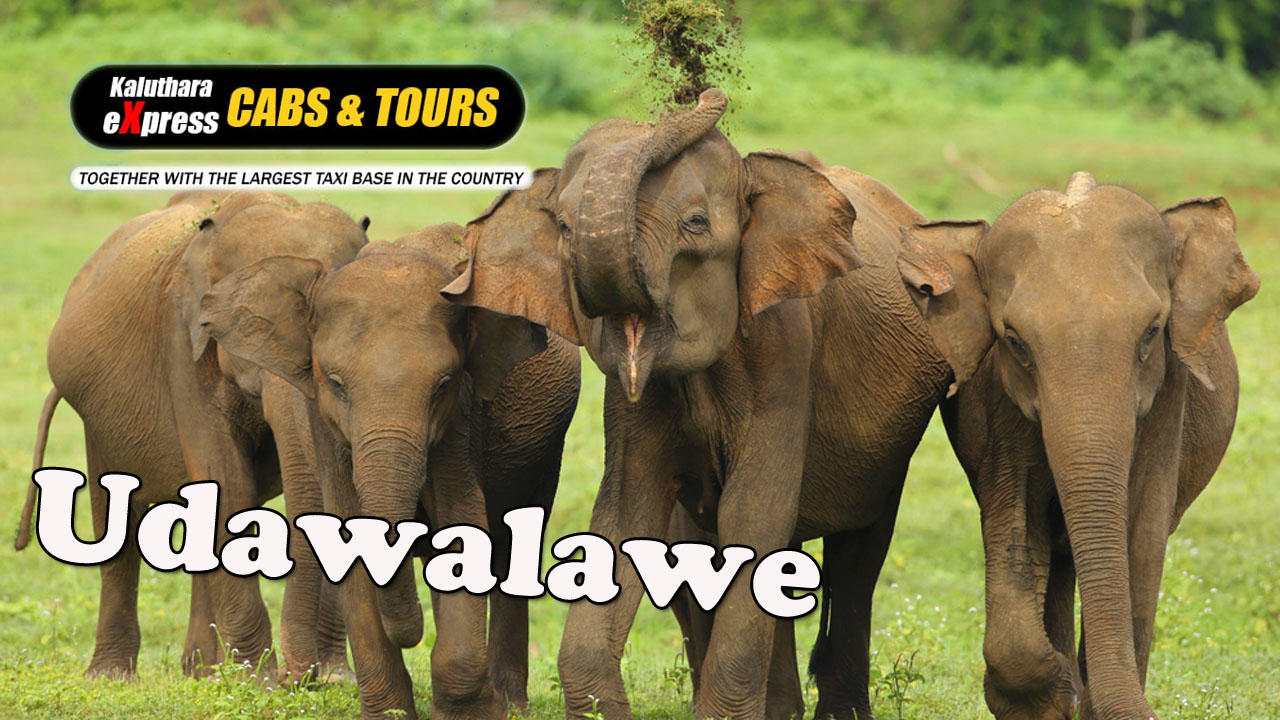 Udawalawe National Park Day Tours