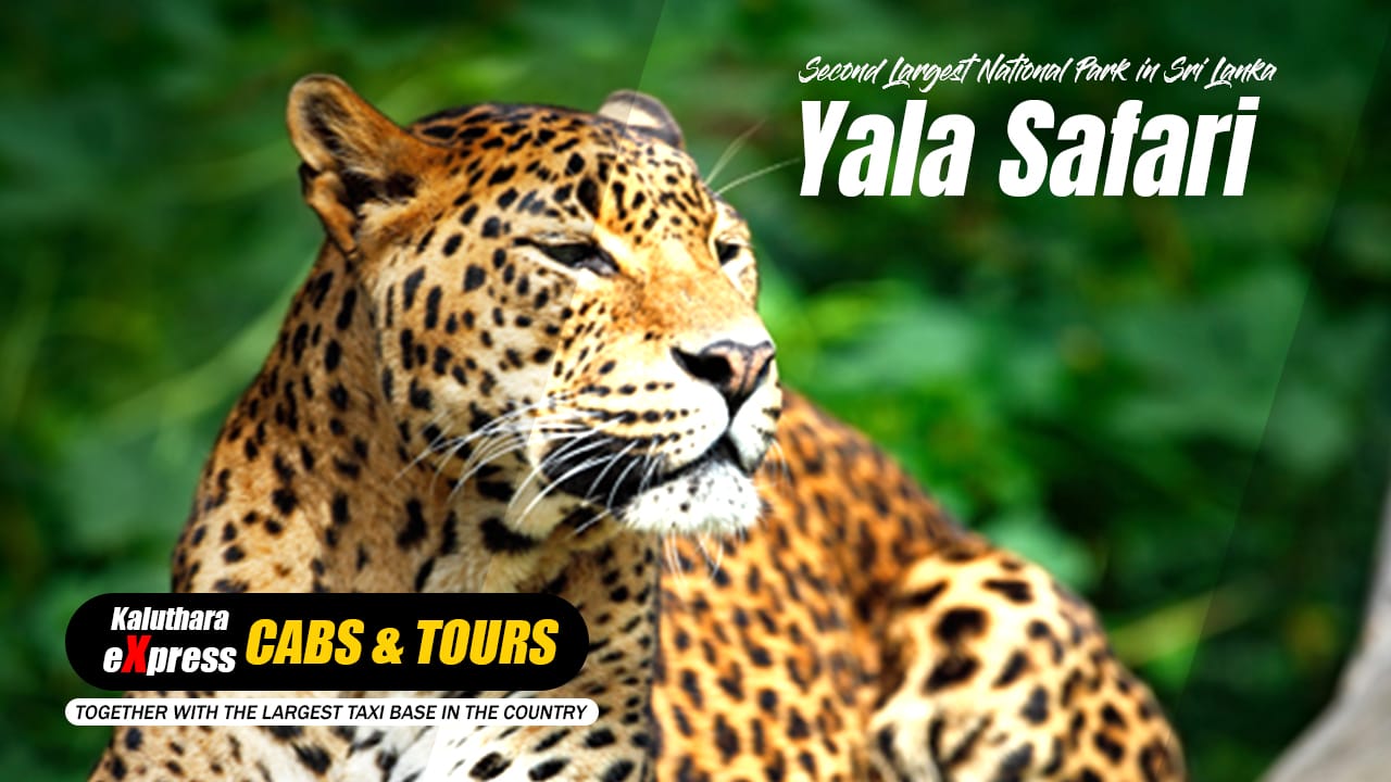 Yala National Park Day Tours